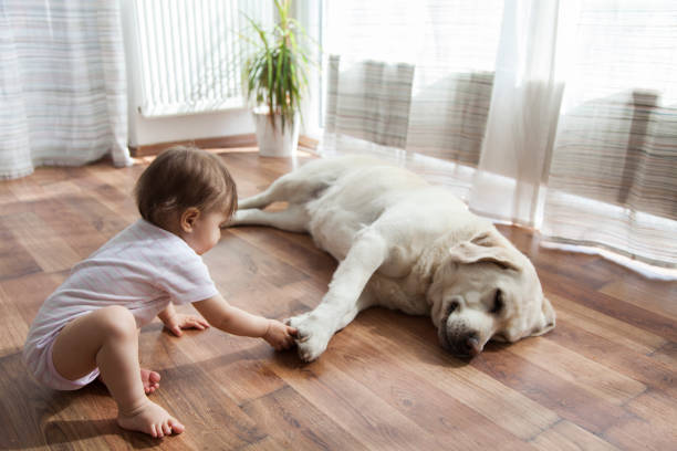 Best flooring option for pet owner | Flooring By Design NC